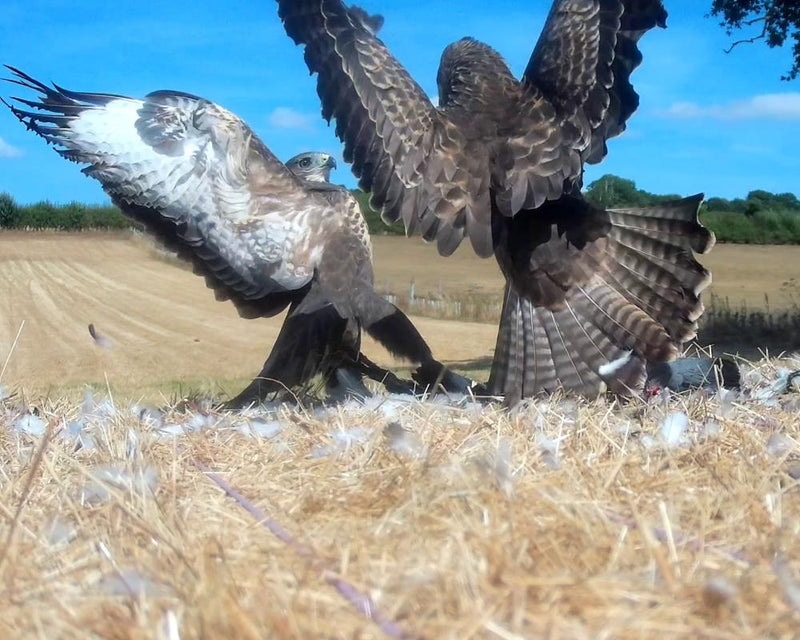 Buzzard Family Dinner Time: A Dignified Affair