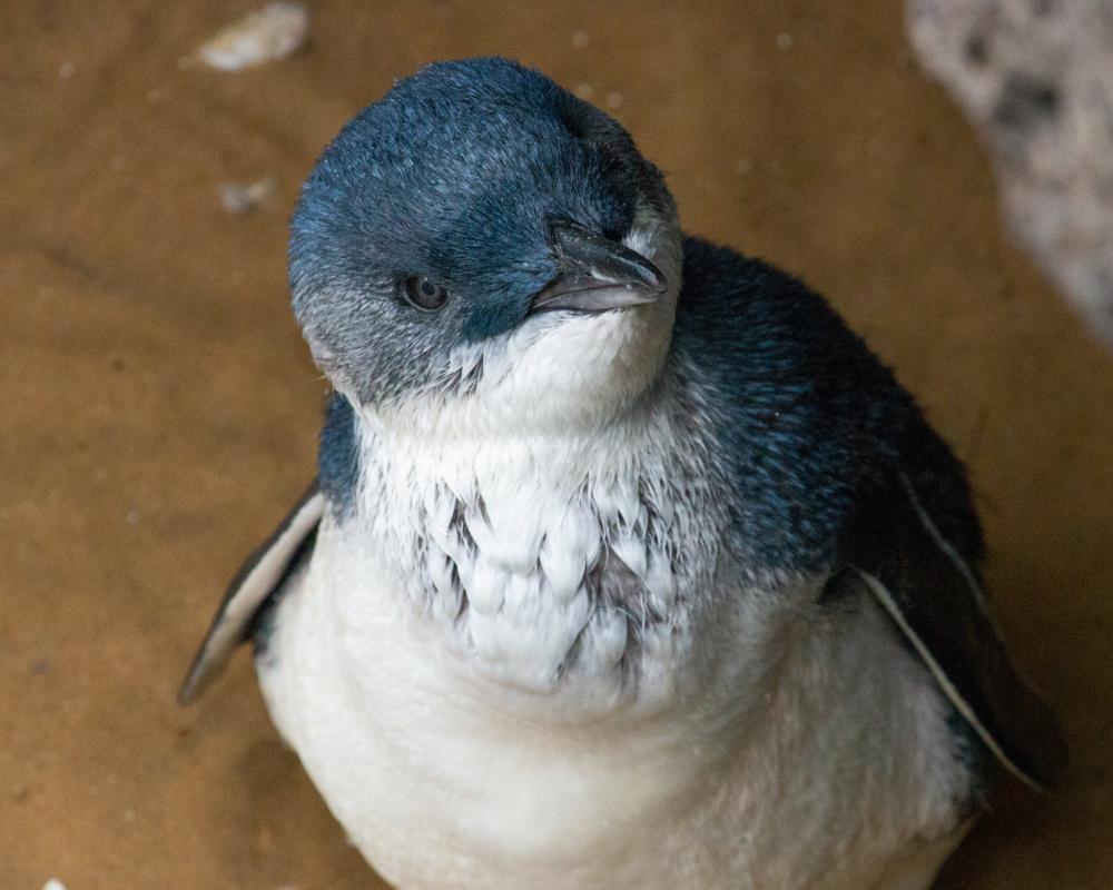 Australia News: Bird Flu Threatens St Kilda Penguins, Corruption