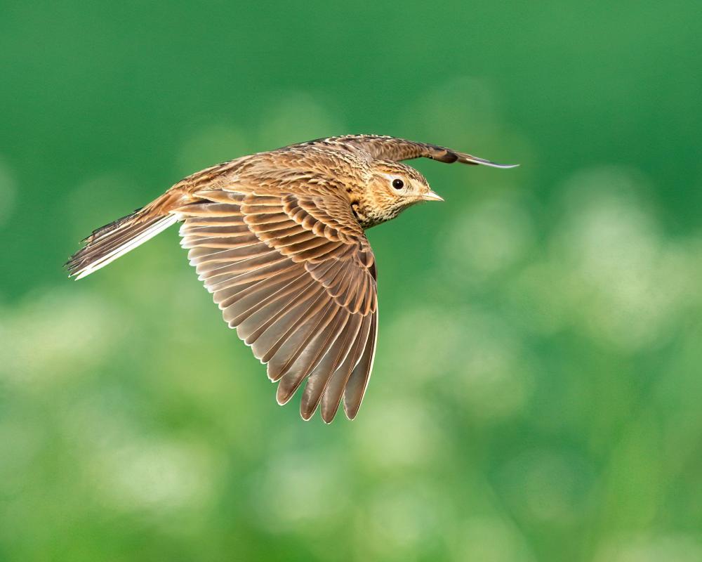 UK Bird Populations Fall to Lowest Level on Record