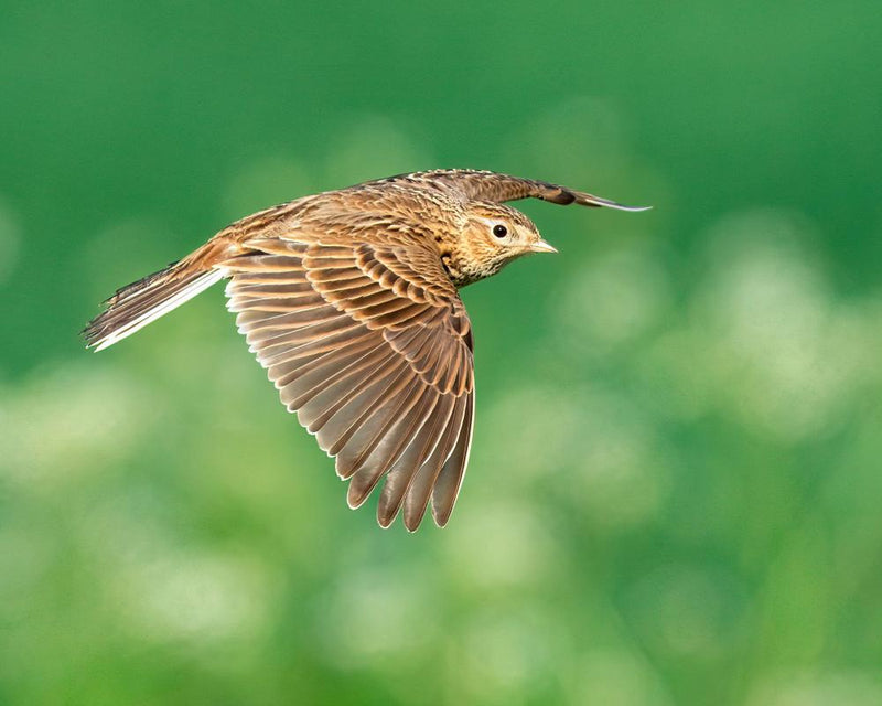 UK Bird Populations Fall to Lowest Level on Record