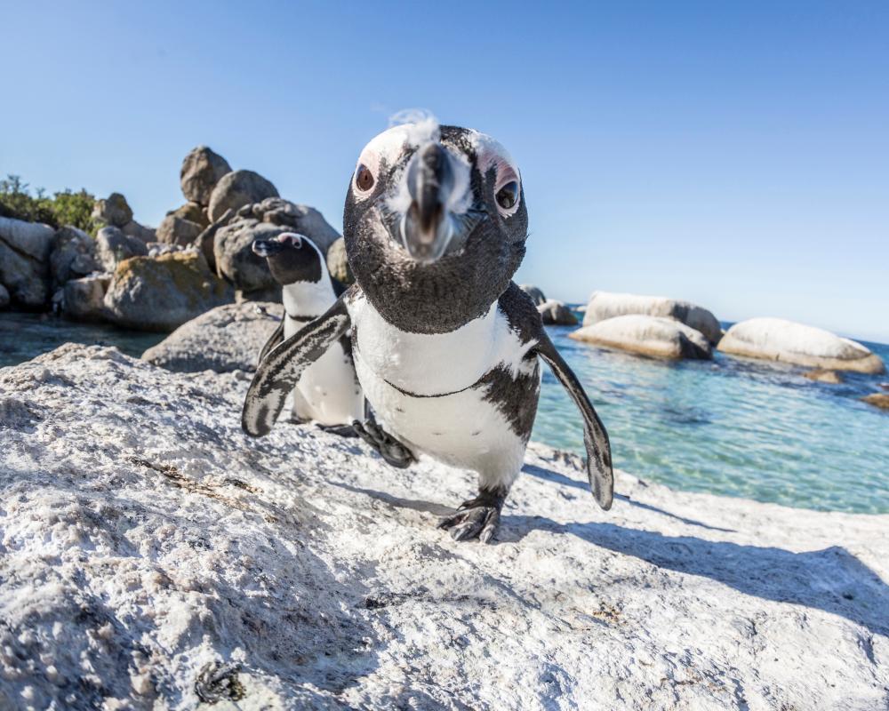 Sardine Die-Off Threatens Penguins and Fishers in South Africa