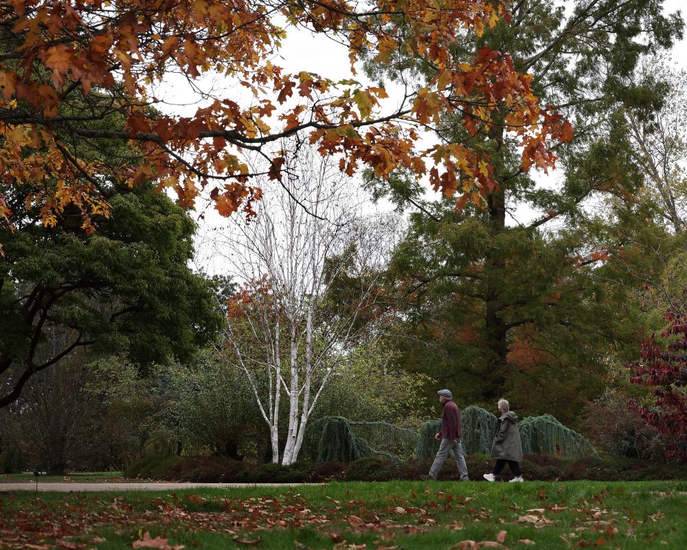 False Autumn: Stressed Trees Drop Leaves Early After Scorching Summer