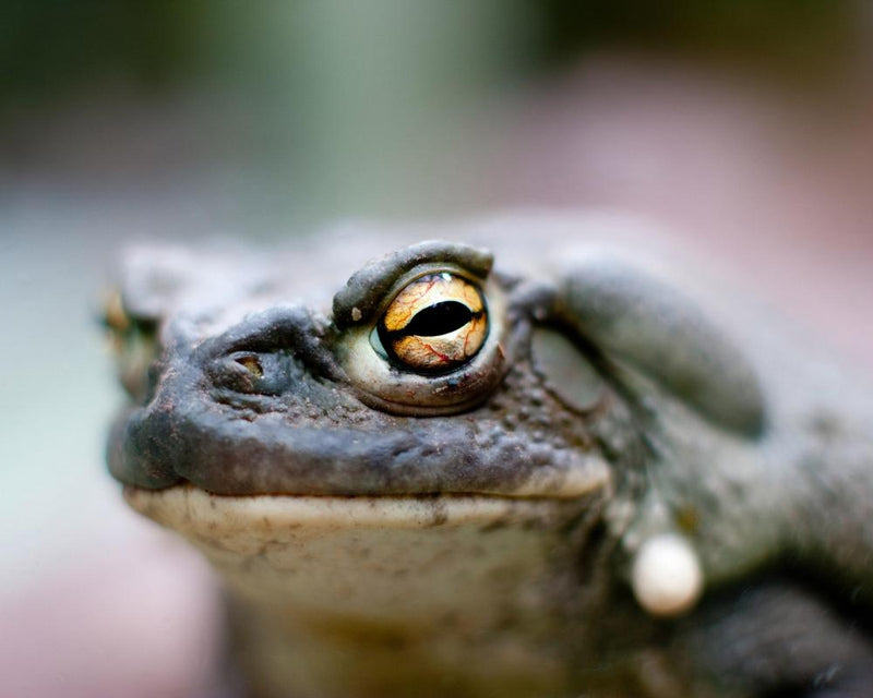 The Ego Trip Review: Psychedelic Toads and Wellness Cults