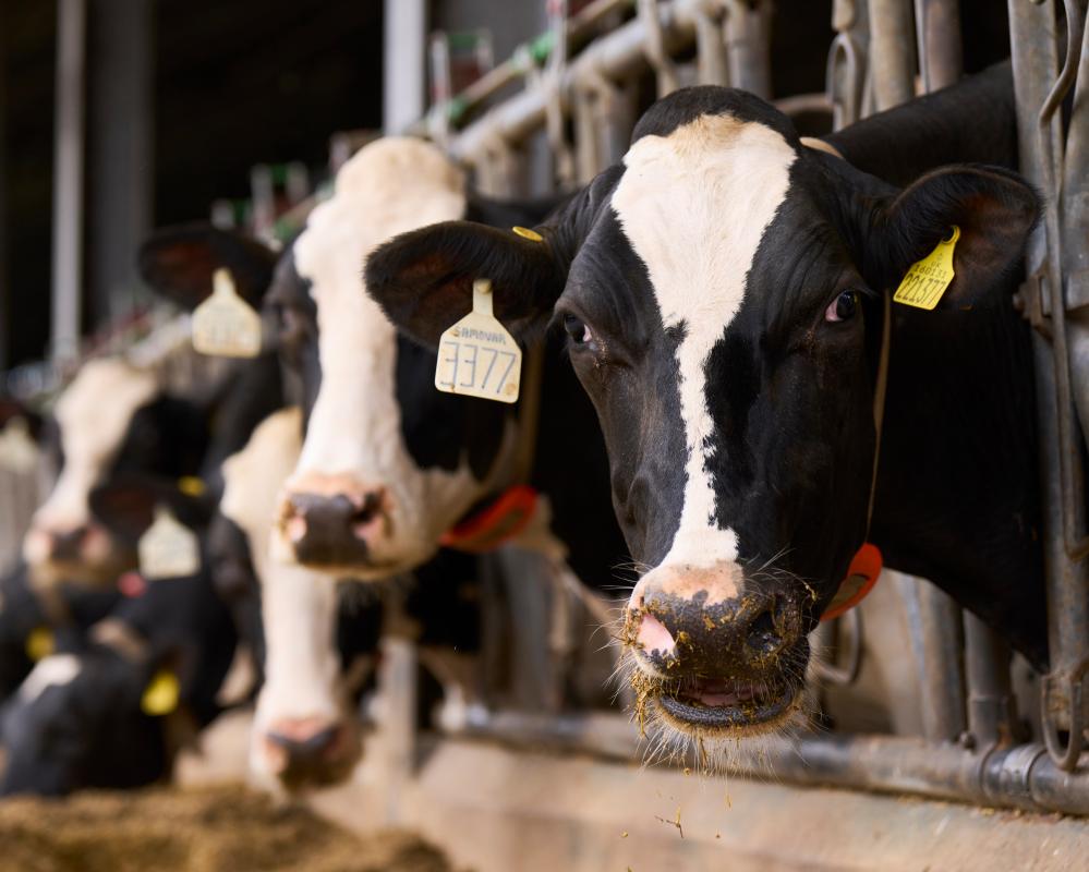 Duke of Westminster's Farm Tackles Climate Crisis Challenges