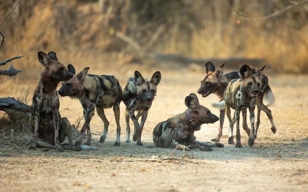 African Wild Dogs Make Africa's Longest Mammal Journey