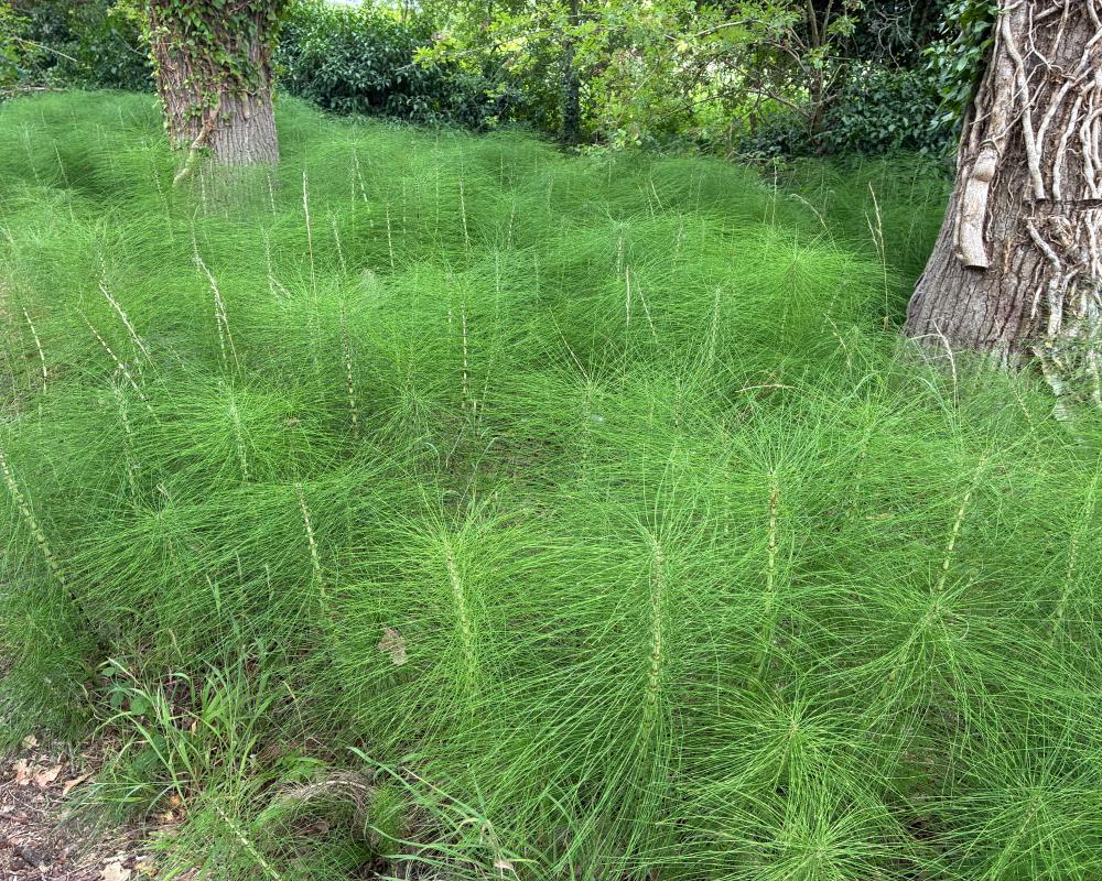 Horsetail Plant: The Ancient Survivor That Thrives in Any Condition