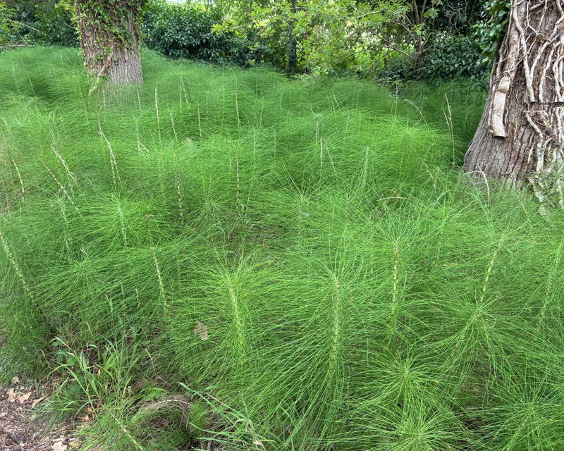 Horsetail Plant: The Ancient Survivor That Thrives in Any Condition