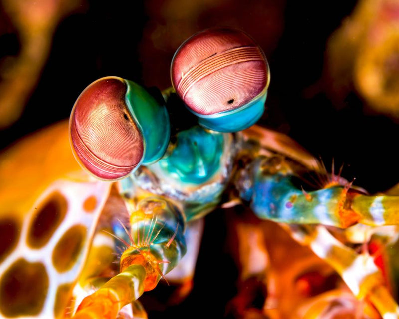 Invertebrates: 6 Mind-Bending Facts You Never Knew