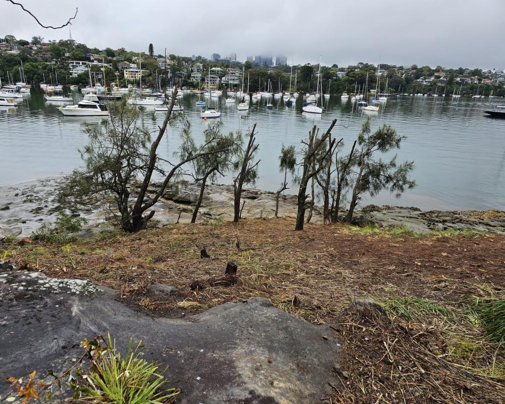 Sydney Gardener Fined $187,500 for Illegal Tree Removal