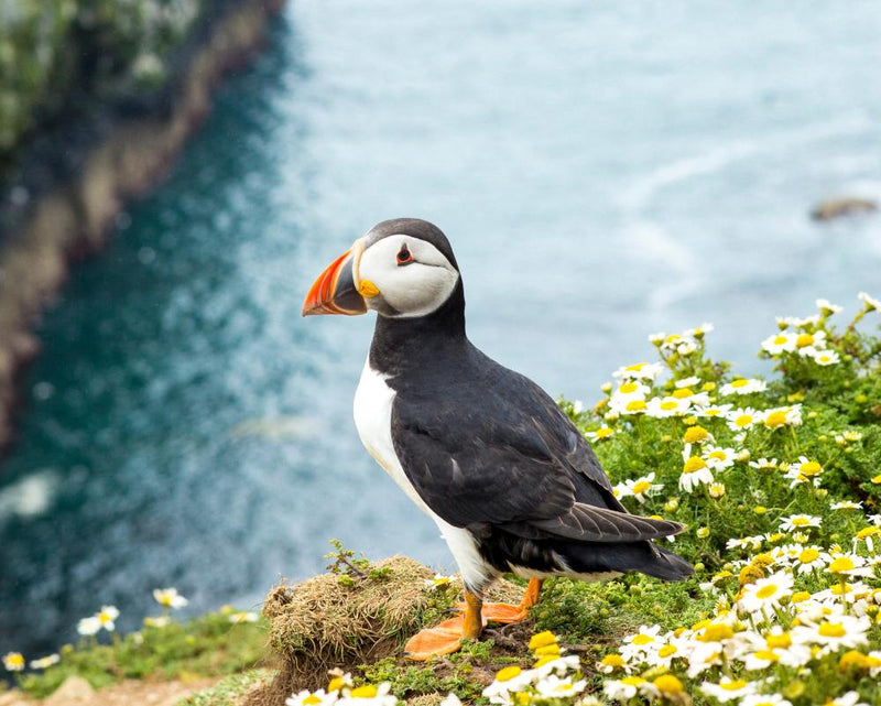 Puffin Climate Crisis: How the Iconic Seabird Became a Symbol of Hope