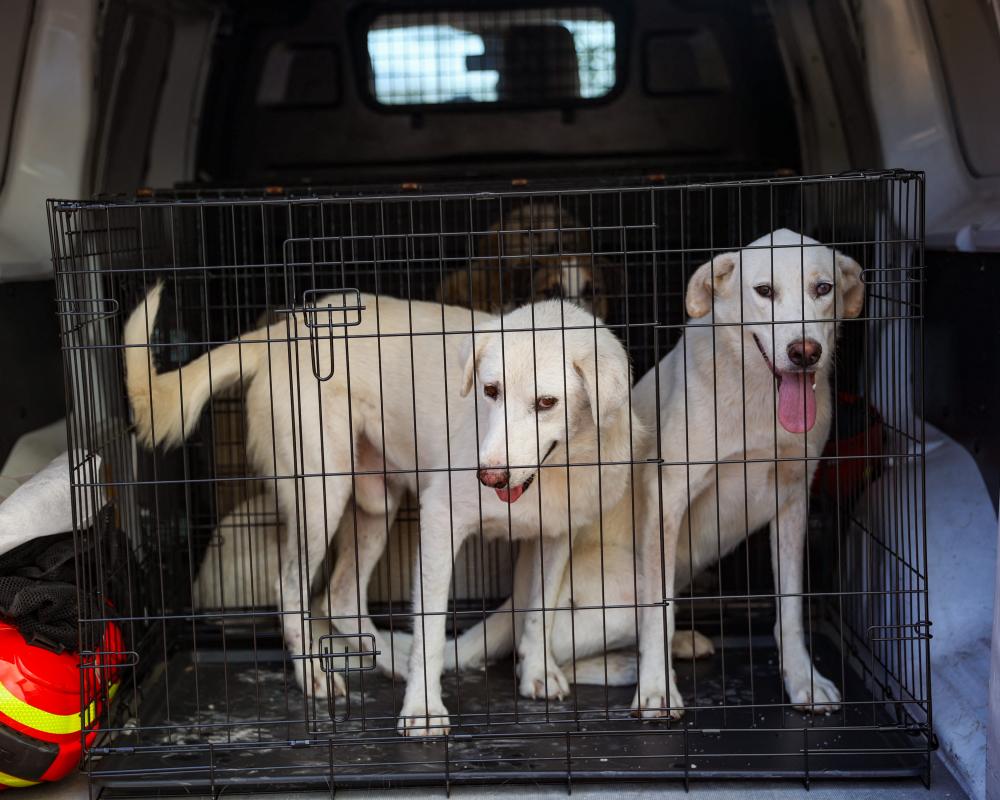 Canine DNA Database UK: How Dog Forensics Helps Police Solve Crimes