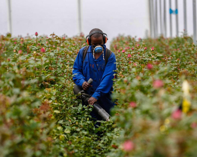 Pesticide Alternatives: How Farmers Are Exploring Safer Options
