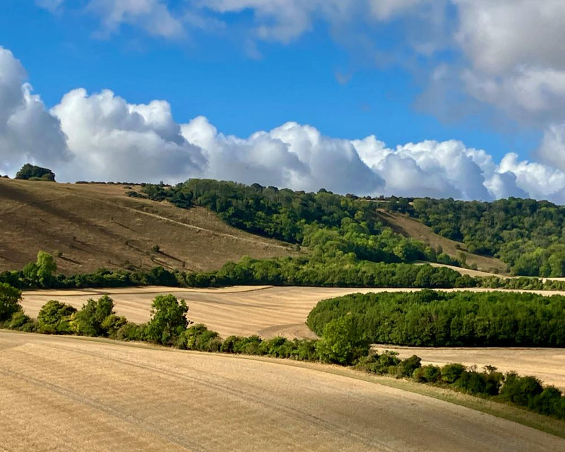 Rain Transforms Drought-Stricken Land: A Country Diary