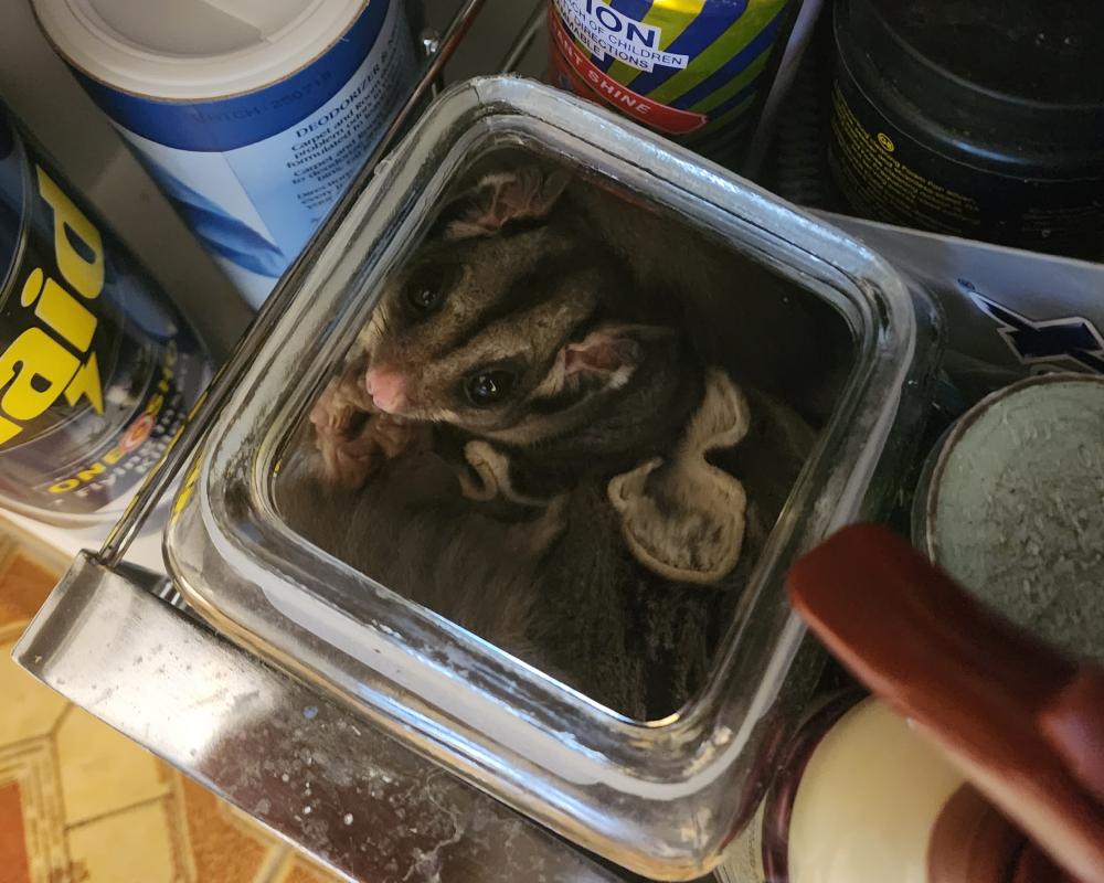 Australian Wildlife Habitat Loss Forces Animals into Homes, Study