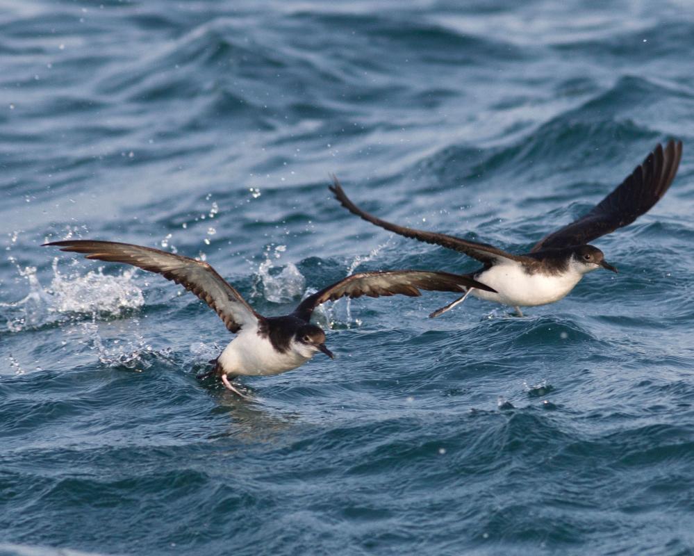 Seabird Jet Lag: How Manx Shearwaters Navigate Time Shifts