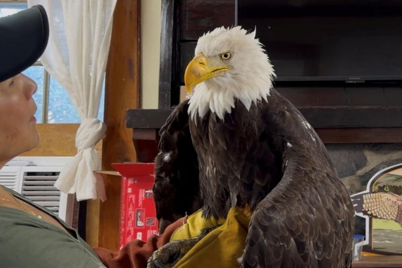 Jackie the Bald Eagle Dies: Beloved Livestream Star Lost to Illness