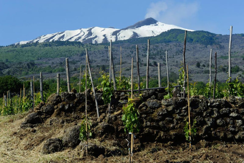 Volcanic Wines: The High Drama Behind Unique Terroir