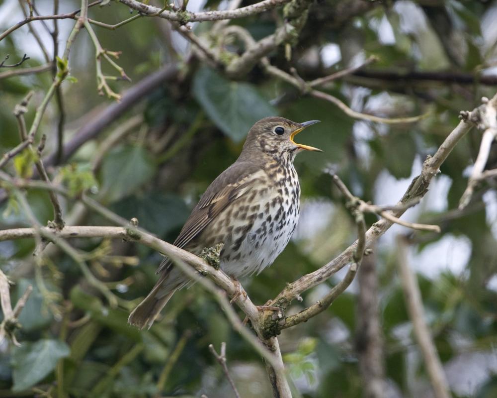 Song Thrush Birdwatch: A Personal Connection to Nature
