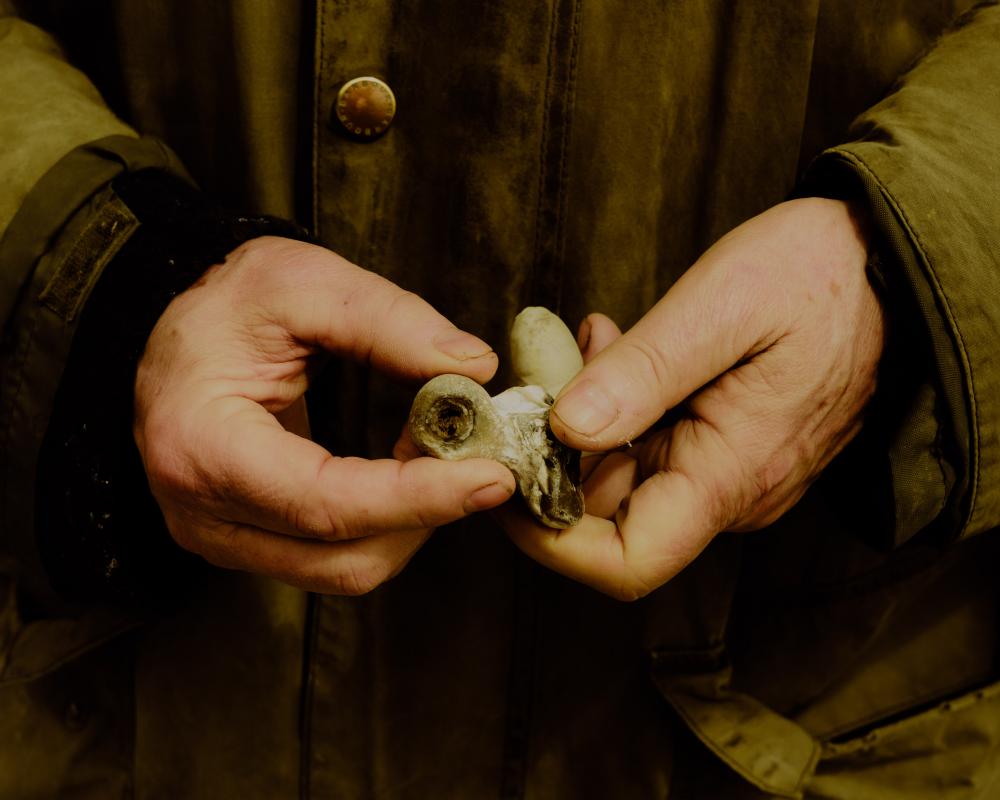 Precise Fossil Dating: How Scientists Pin Down 201 Million Years