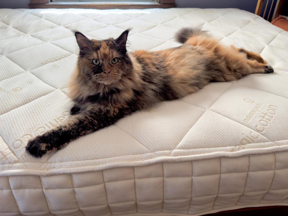 Naturepedic Serenade Mattress Review: Eco-Friendly Comfort