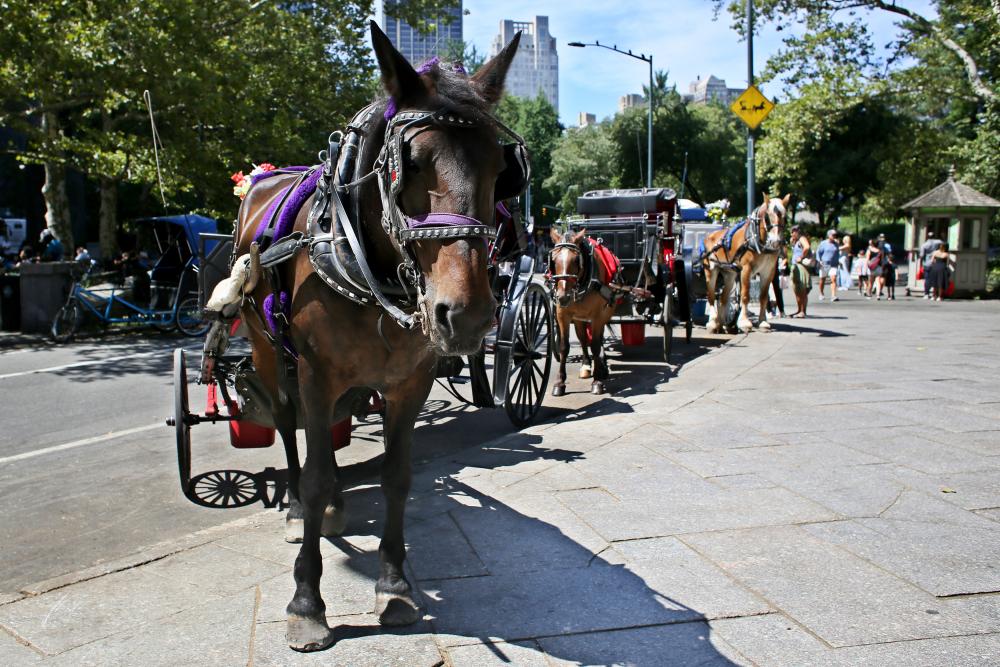 NYC Moves to Ban Horse-Drawn Carriages by 2028
