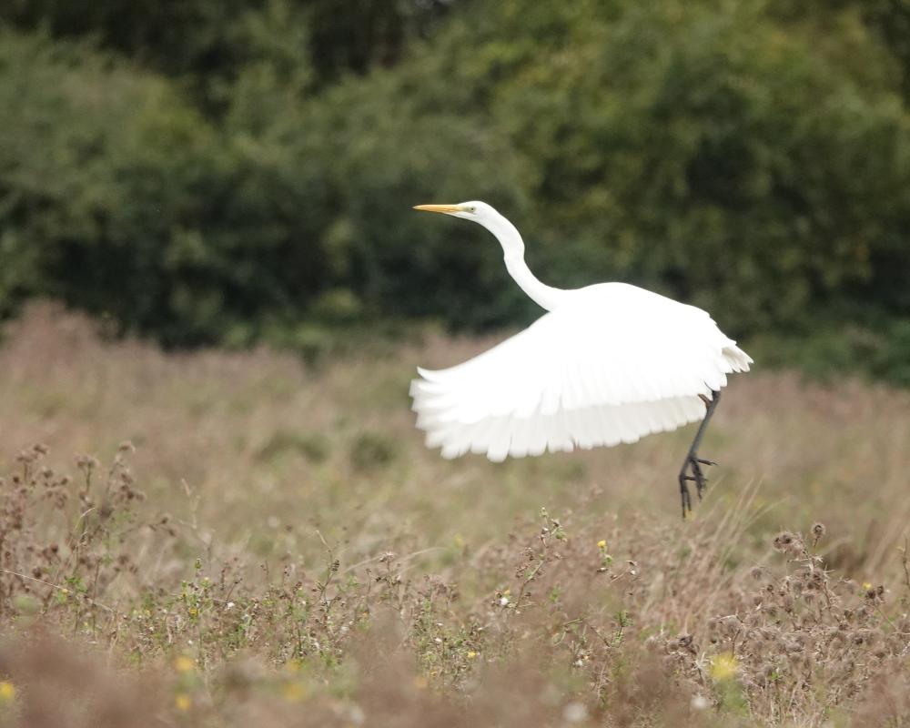Great Egret Recovery in the Fens: A Conservation Success Story