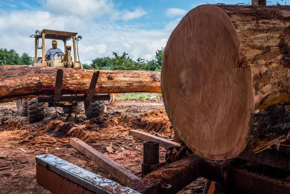 Sustainable Forestry in Guatemala: Green Islands Defeating