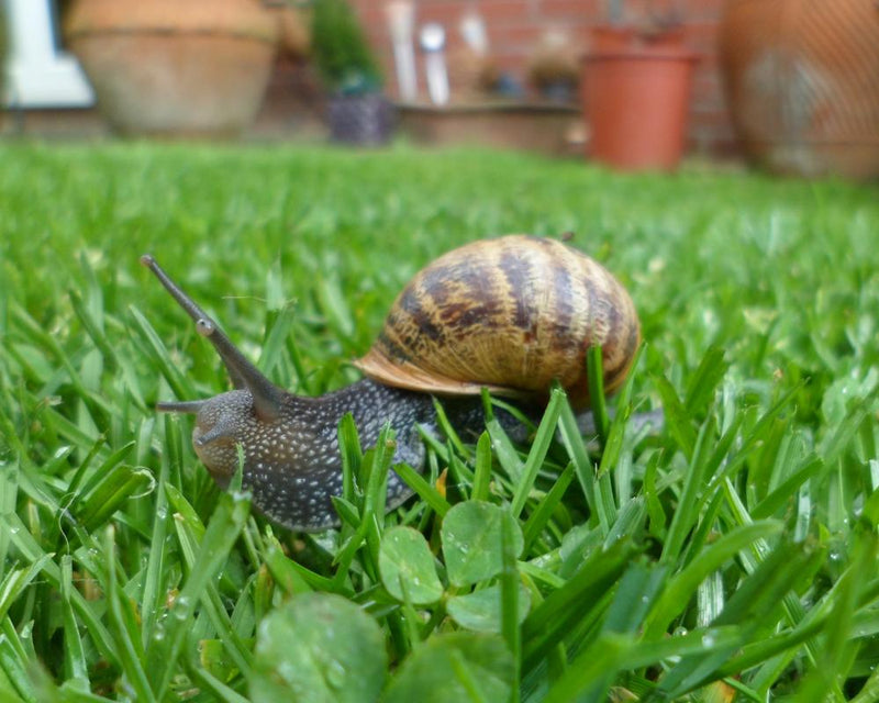 Garden Snail Trails: Resilience and Art in Nature