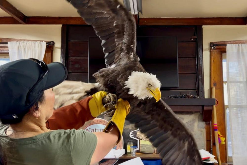 Jackie the Bald Eagle Dies: Fans Mourn Beloved Big Bear Lake Icon