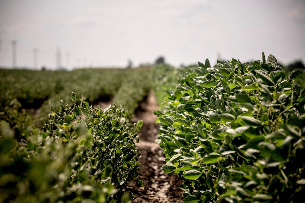 EPA Let Bayer Pick Dicamba Regulations, Documents Reveal