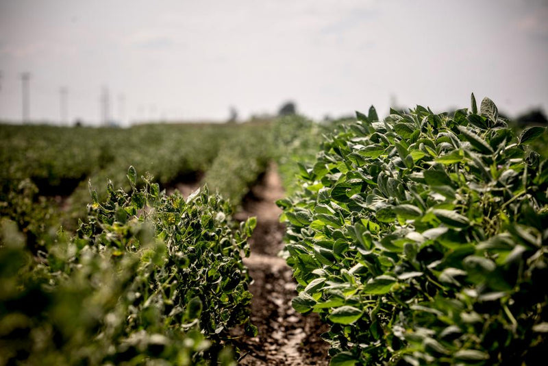 EPA Let Bayer Pick Dicamba Regulations, Documents Reveal