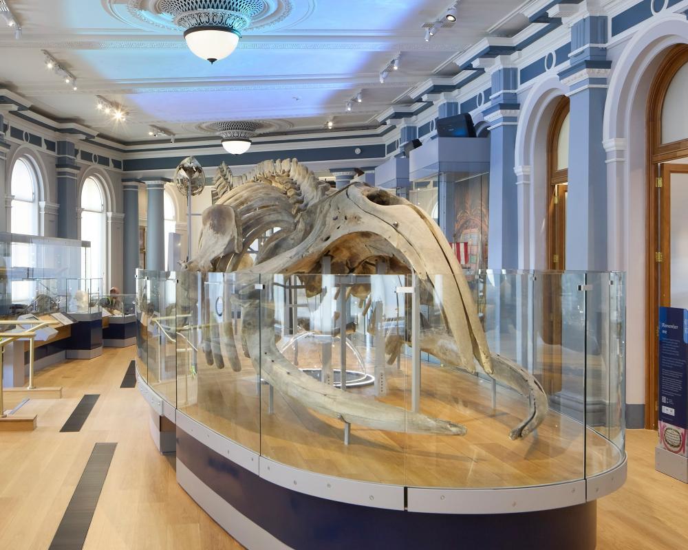 Hull Maritime Museum Reopens with Giant Whale Skeleton and