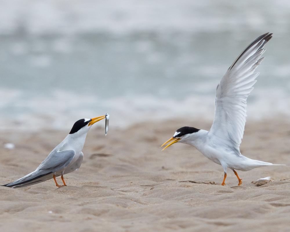 Tern Colonies in England Show Remarkable Recovery After Decline