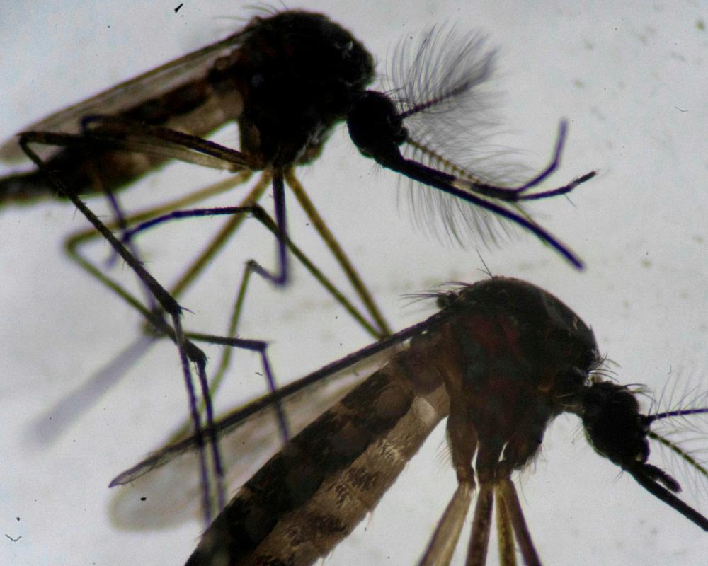 Invasive Tropical Mosquito Found Breeding in East London