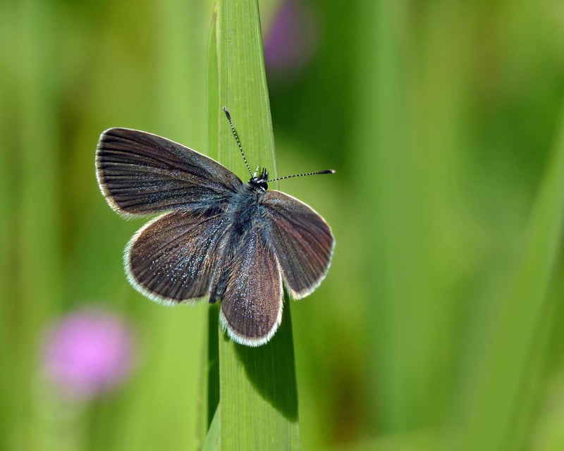 Butterfly Boom on Restored Farmland Surprises Experts