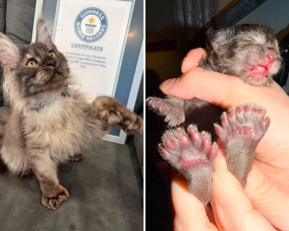 Wisconsin Kitten With 29 Toes Breaks World Record