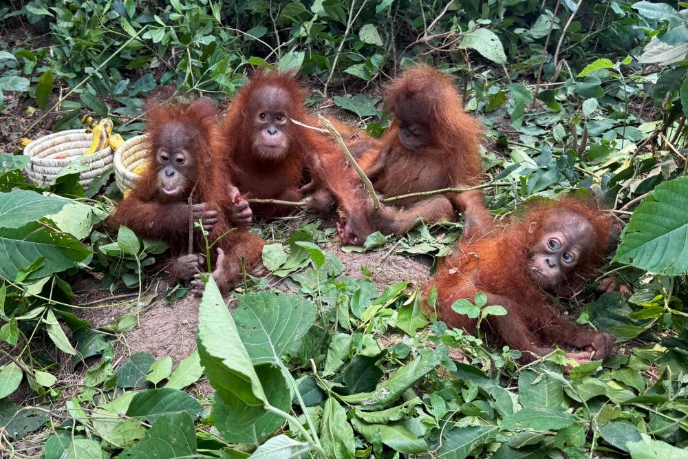Baby Orangutans Found in India Spark Trafficking Probe