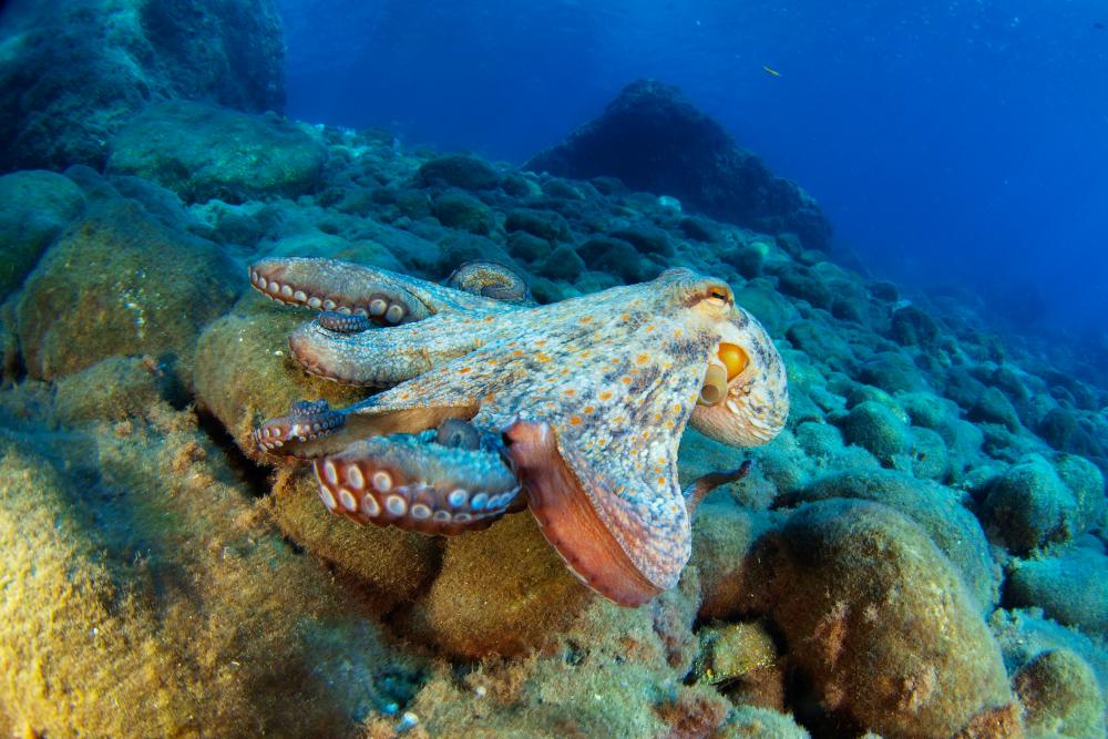 Gulf of Mexico Marine Life Still Recovering from BP Oil Spill
