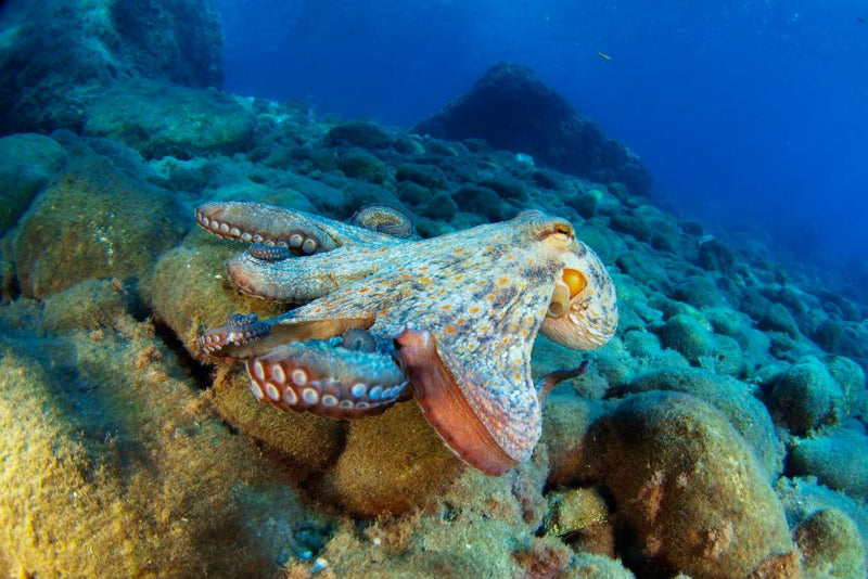 Gulf of Mexico Marine Life Still Recovering from BP Oil Spill