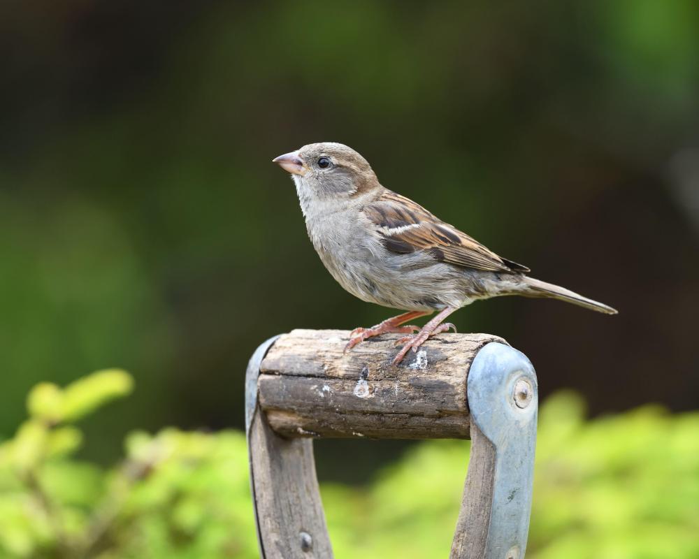 House Sparrow Comeback Signs in UK After Decades of Decline
