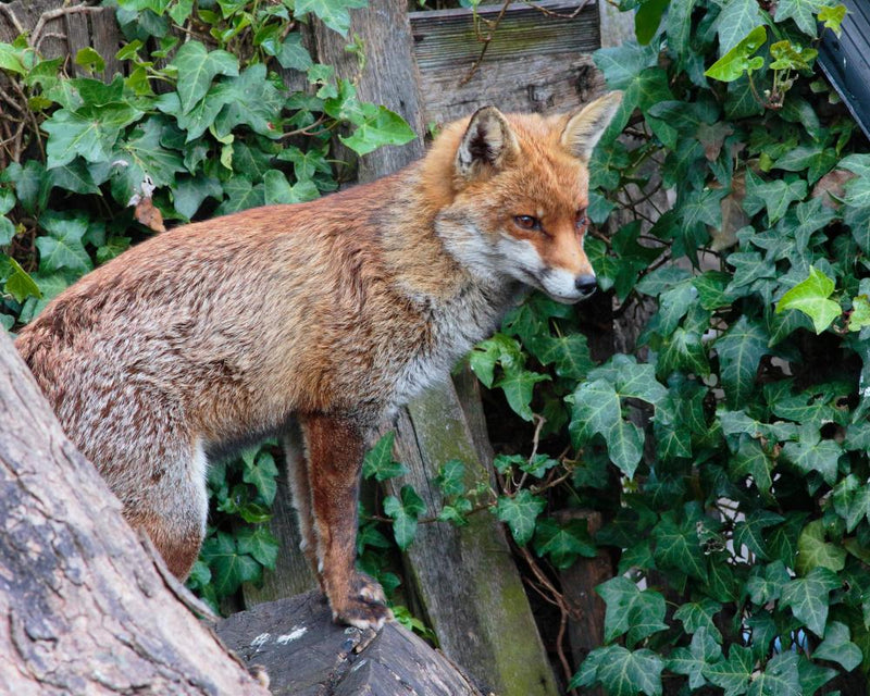Foxes and Neighbour Disputes: Solving Wildlife Friction