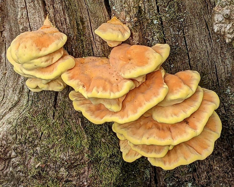 Chicken of the Woods: Sulphur Shelf Fungus in Ancient Oak Woodland