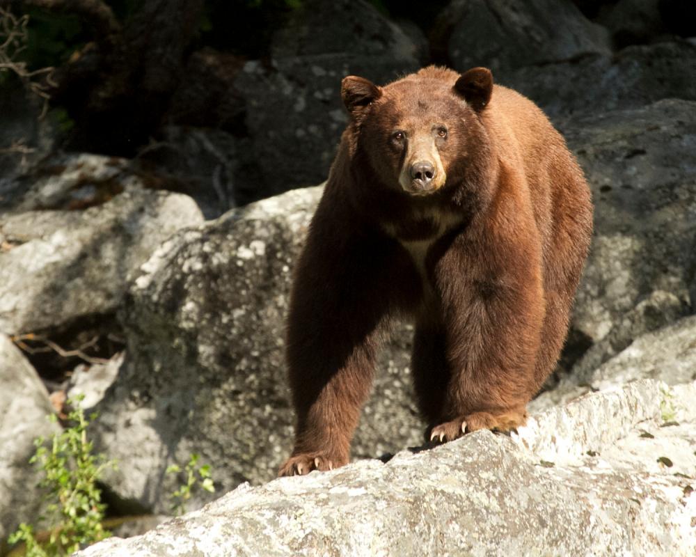 Dog Dies Protecting California Couple from Bear Attack