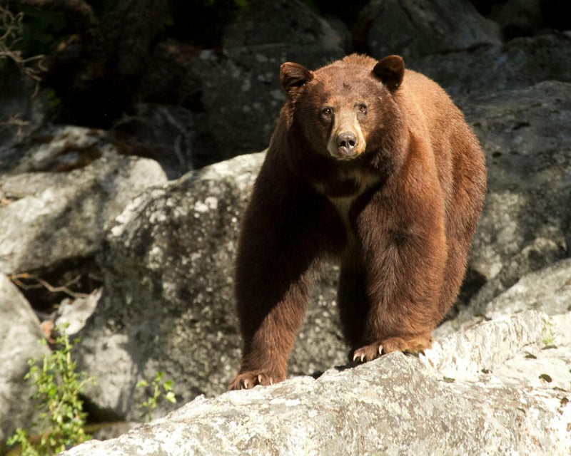 Dog Dies Protecting California Couple from Bear Attack