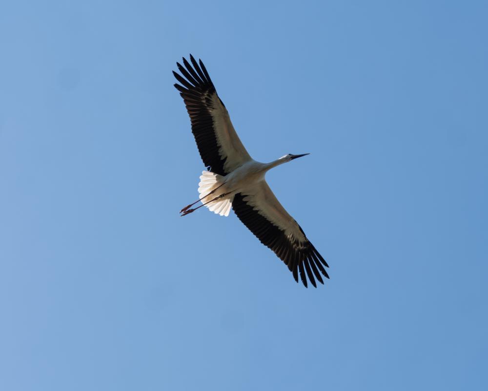 White Storks Released in Cornwall: A Rewilding Success Story