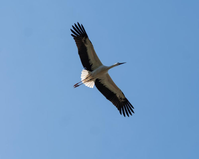 White Storks Released in Cornwall: A Rewilding Success Story