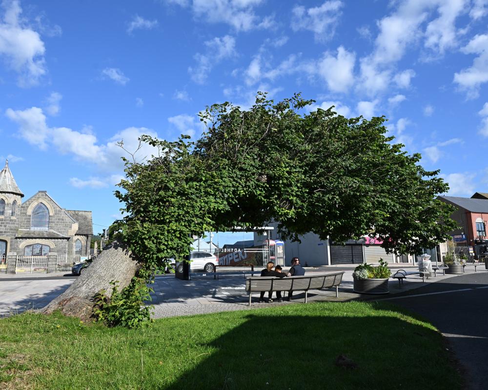 Bendy Elm Wins UK Tree of the Year Against All Odds