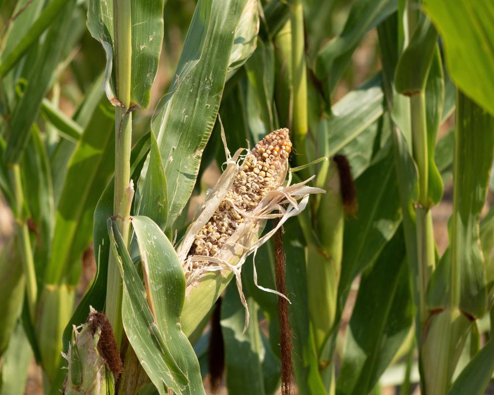 UK Food Supply Shocks: Watchdog Urges Stronger Resilience Plans