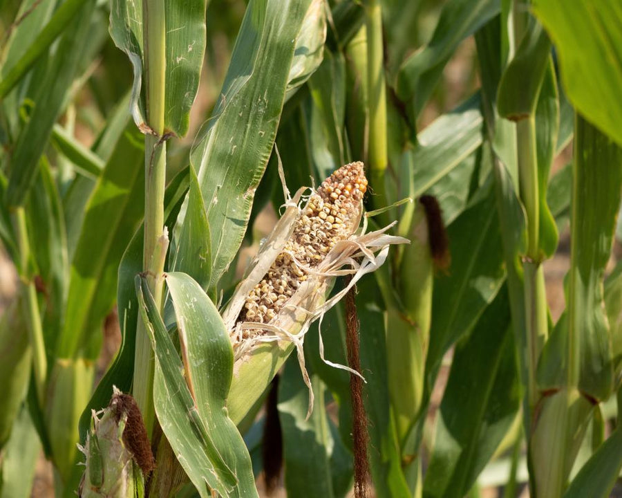 UK Food Supply Shocks: Watchdog Urges Stronger Resilience Plans