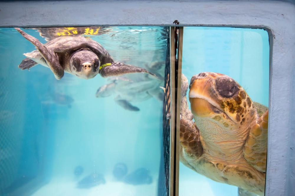 Sea Turtle Rescue Network Saves Hundreds on Cape Cod